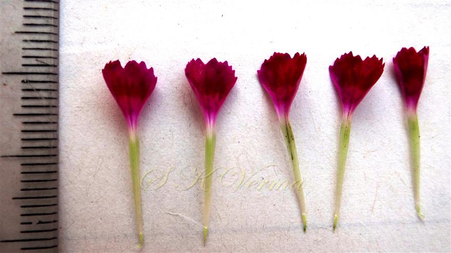  Petals